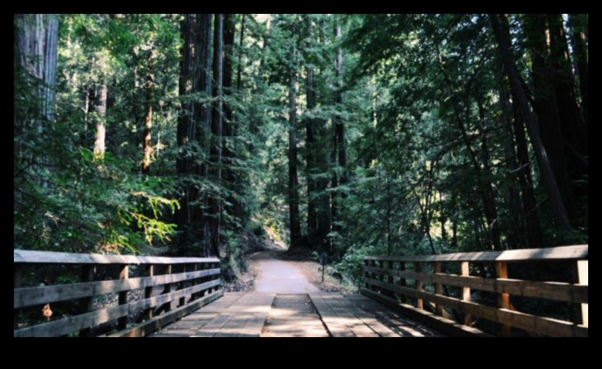 Mierīgas takas: pārvarēt stresu ar apzinātu dzīvi