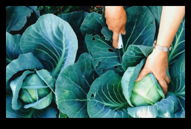 Olbaltumvielu loma hronisku stāvokļu ārstēšanā