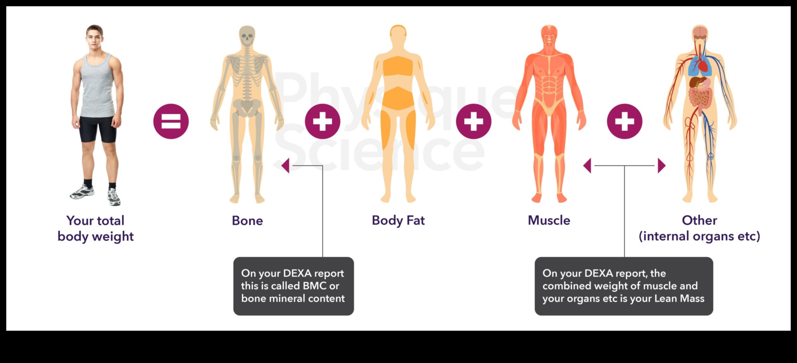 Ķermeņa sastāva ietekme uz jūsu svara pieauguma diētu